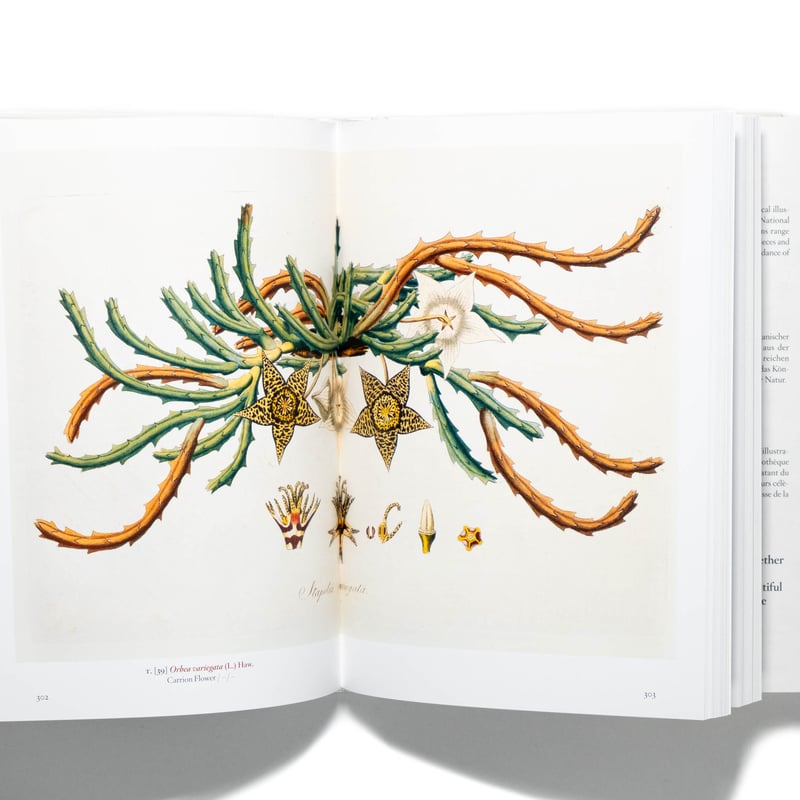 アンデルセン 詩と植物画 画集「und eine e Blume」 アンデルセン 詩と