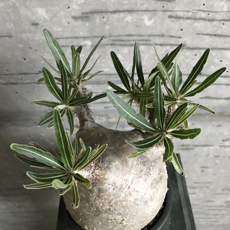 パキポディウム グラキリス 良型 | bot.