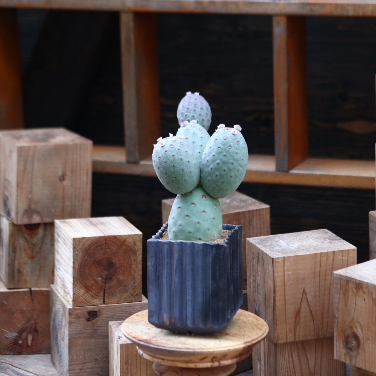 テフロカクタス ゲオメトリクス / Tephrocactus geometricus no