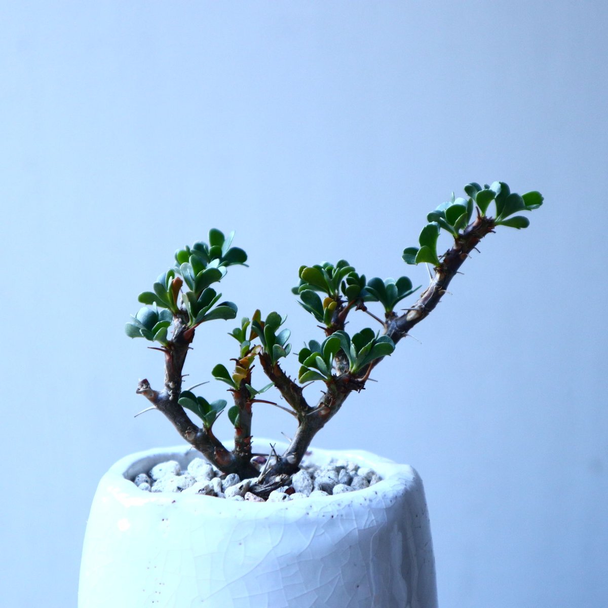 サルコカウロン バンデリエティアエ Sarcocaulon vanderietia