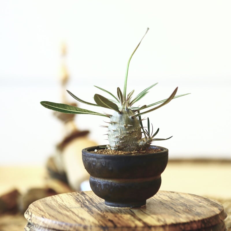 パキポディウム カクチペス(実生) / Pachypodium rosulatum var.