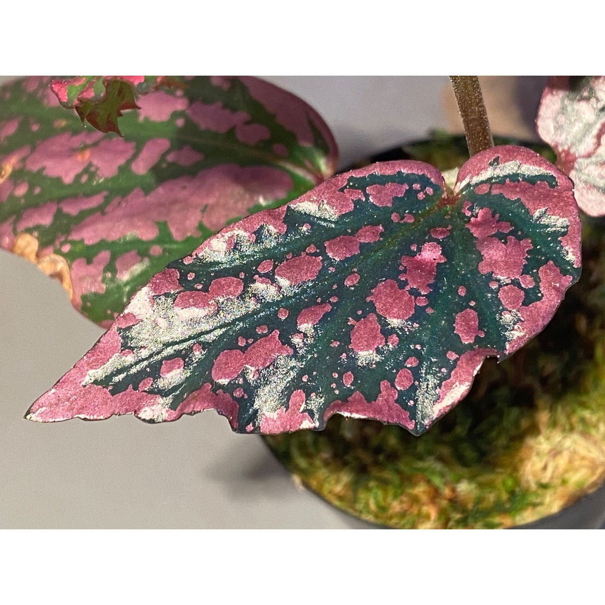 ベゴニア写真集 Asian Begonia 300 Species … ベゴニア写真集 Asian