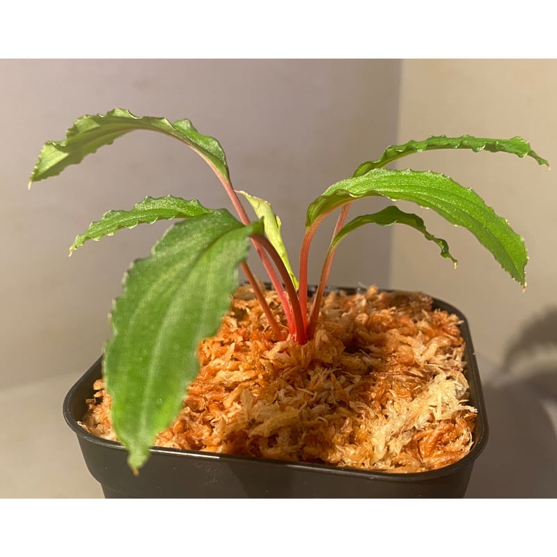 Homalomena sp. from Riau sumatera [LA0815-01] |