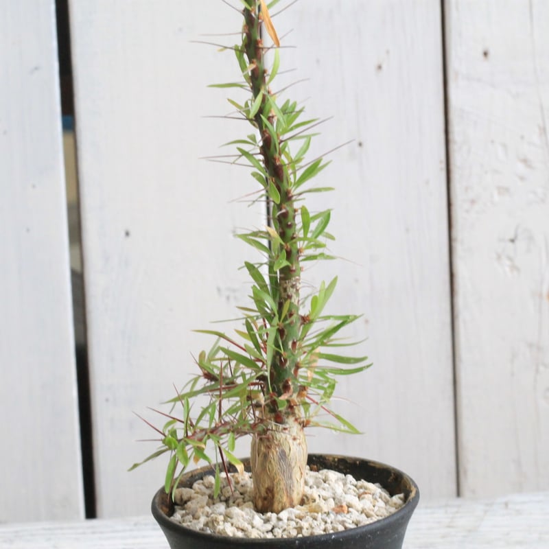 フォークイエリア プルプシー 実生 | hanayoshi-botanical