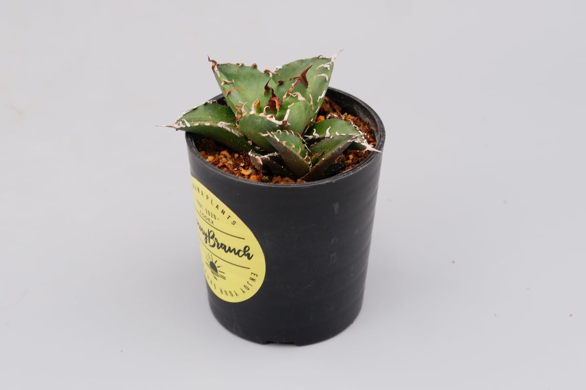 アガベ チタノタ シーザー 大株 アガベ チタノタ シーザー / 凱撒