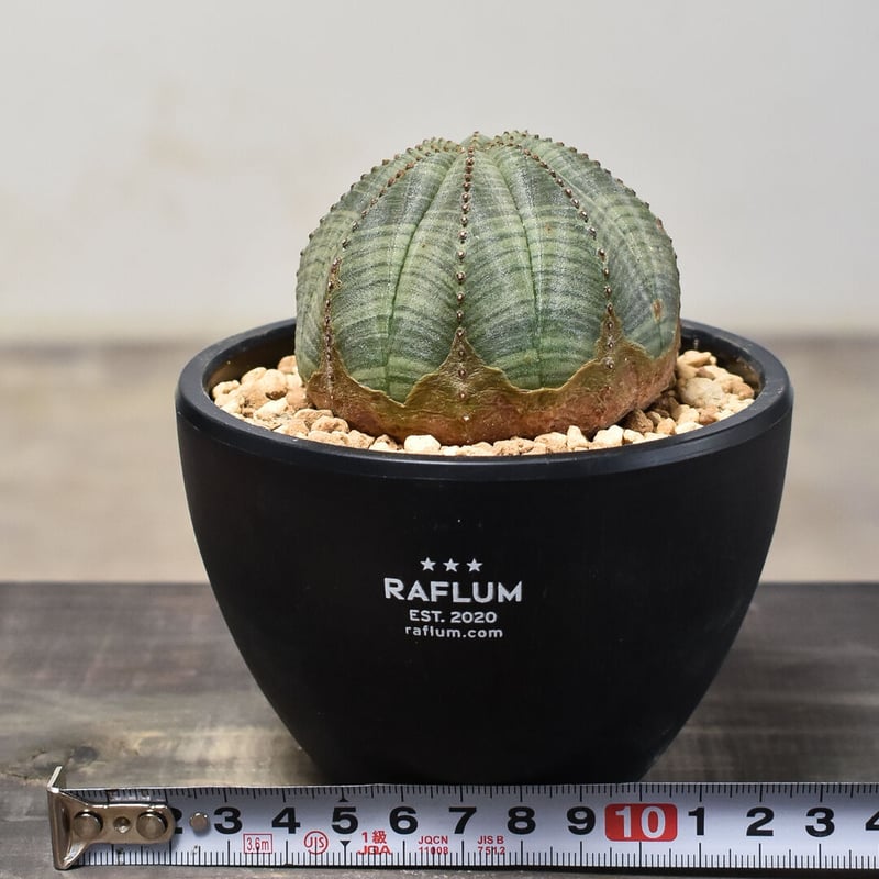 ユーフォルビア オベサ /オールド オベサ （発根済み）RF230394(T