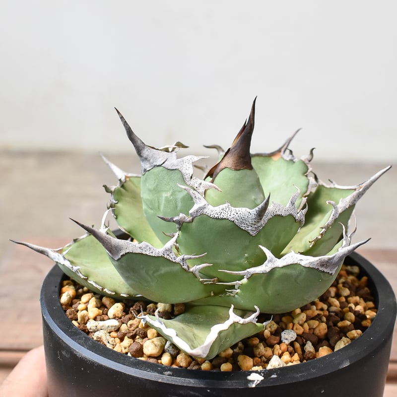 アガベ チタノタ 巨獣 【台湾 dragon agave産/発根済み/中株】DG2401190