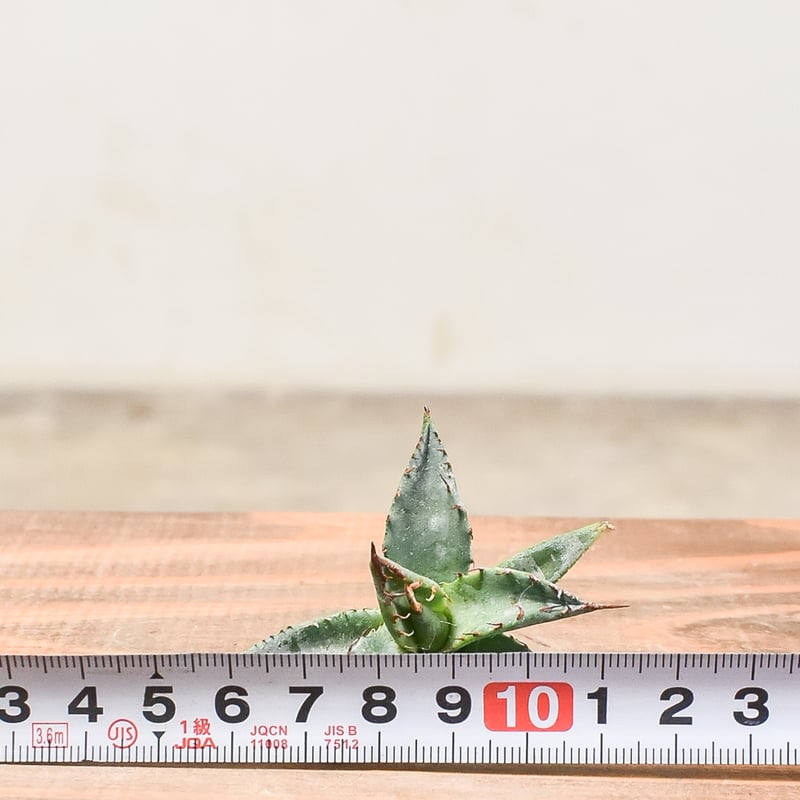 ユタエンシス エボリスピナ×ブラックアンドブルー【カリフォルニア産