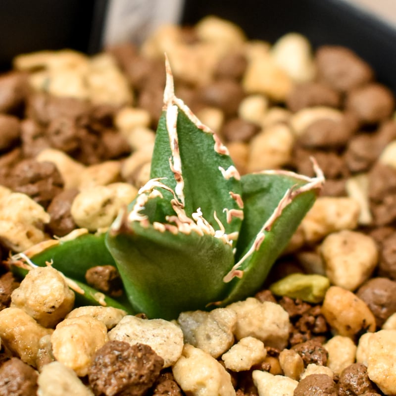 アガベ チタノタ ホオジロザメ 