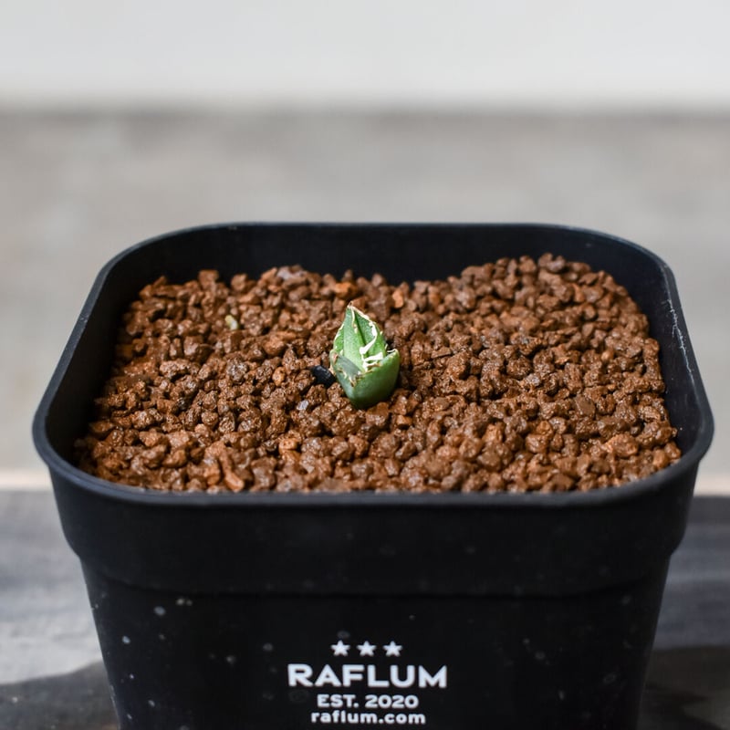 アガベ チタノタ 