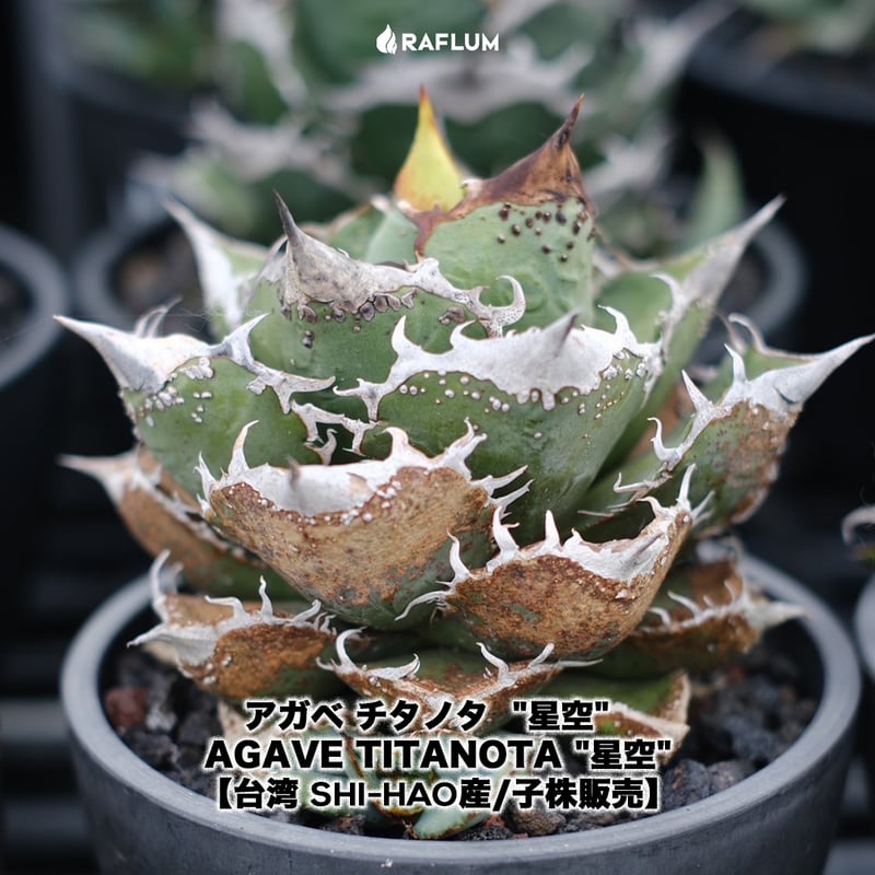 アガベ MS-NB 親株 検）/ぶつぶつ/ブツブツ/スタッズ/麻花龍/星空/蚩尤