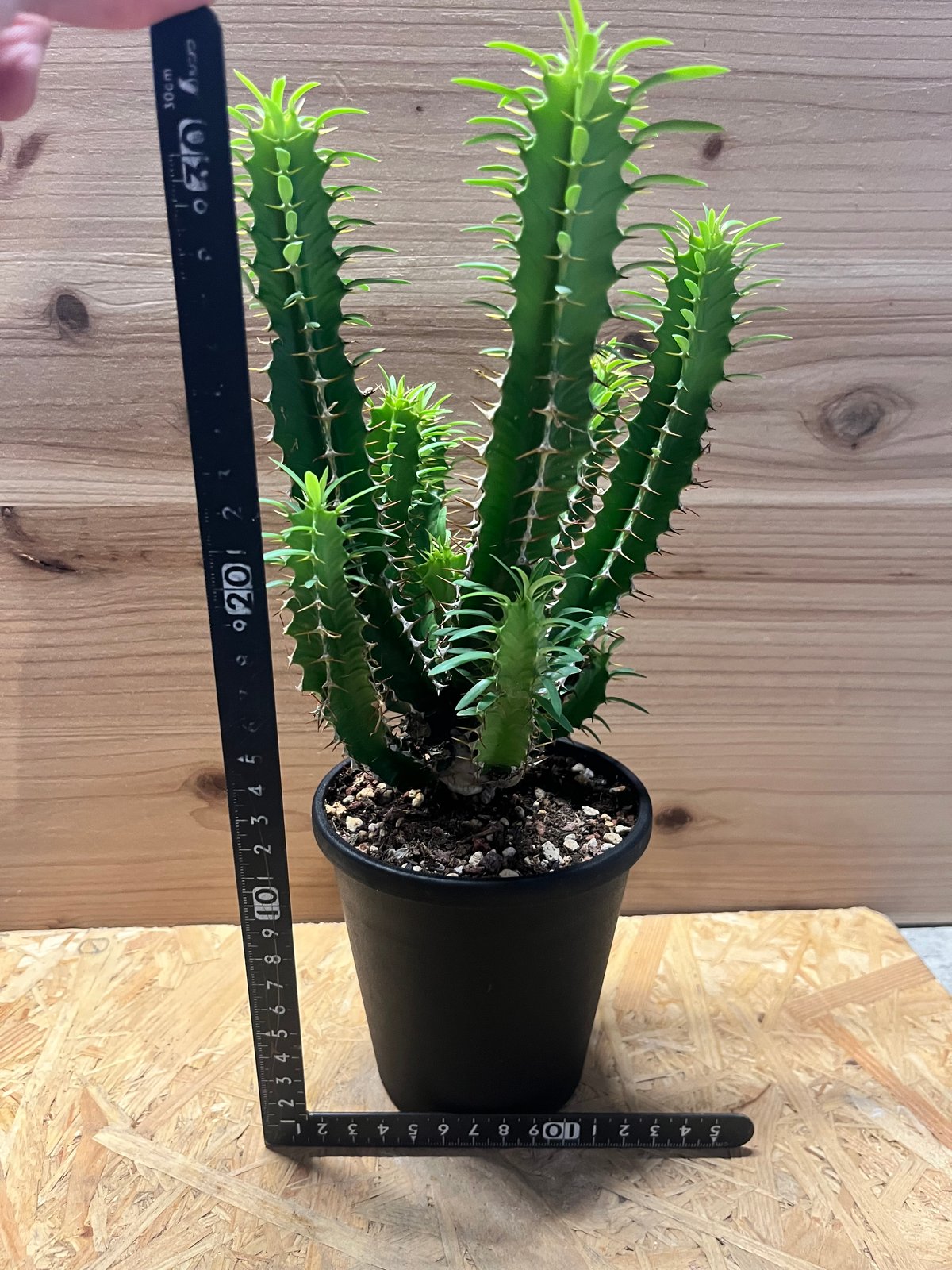 ユーフォルビア ムランジーナ | GREEN LUCK