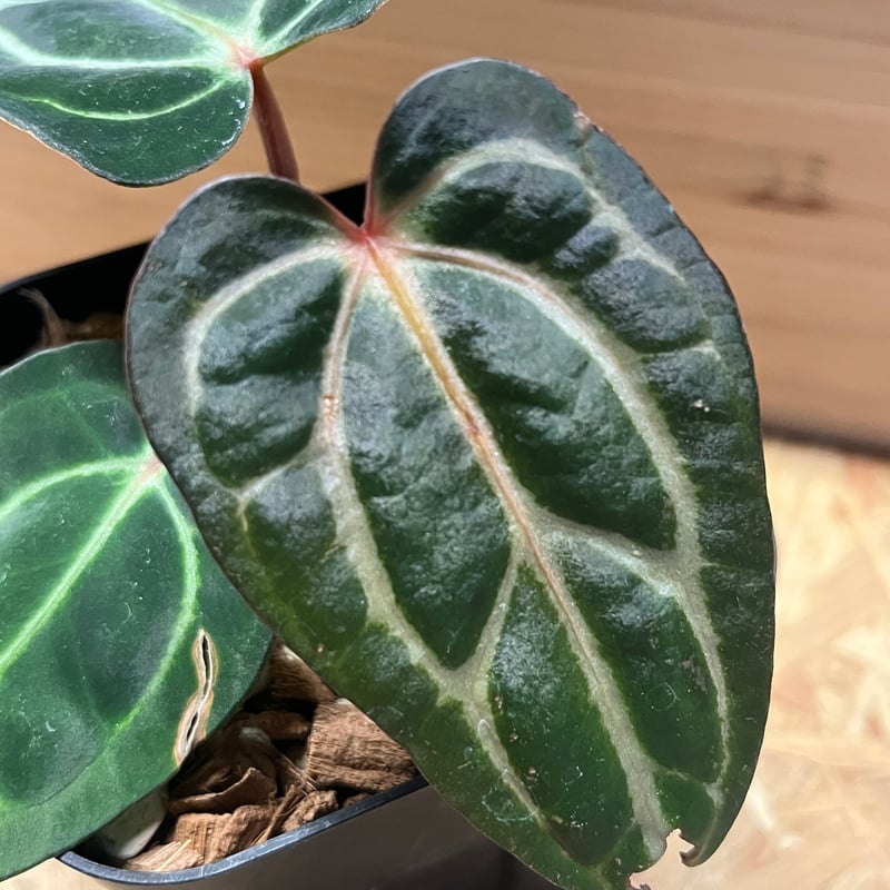 アンスリウム カーラブラッキー ワイルド | GREEN LUCK