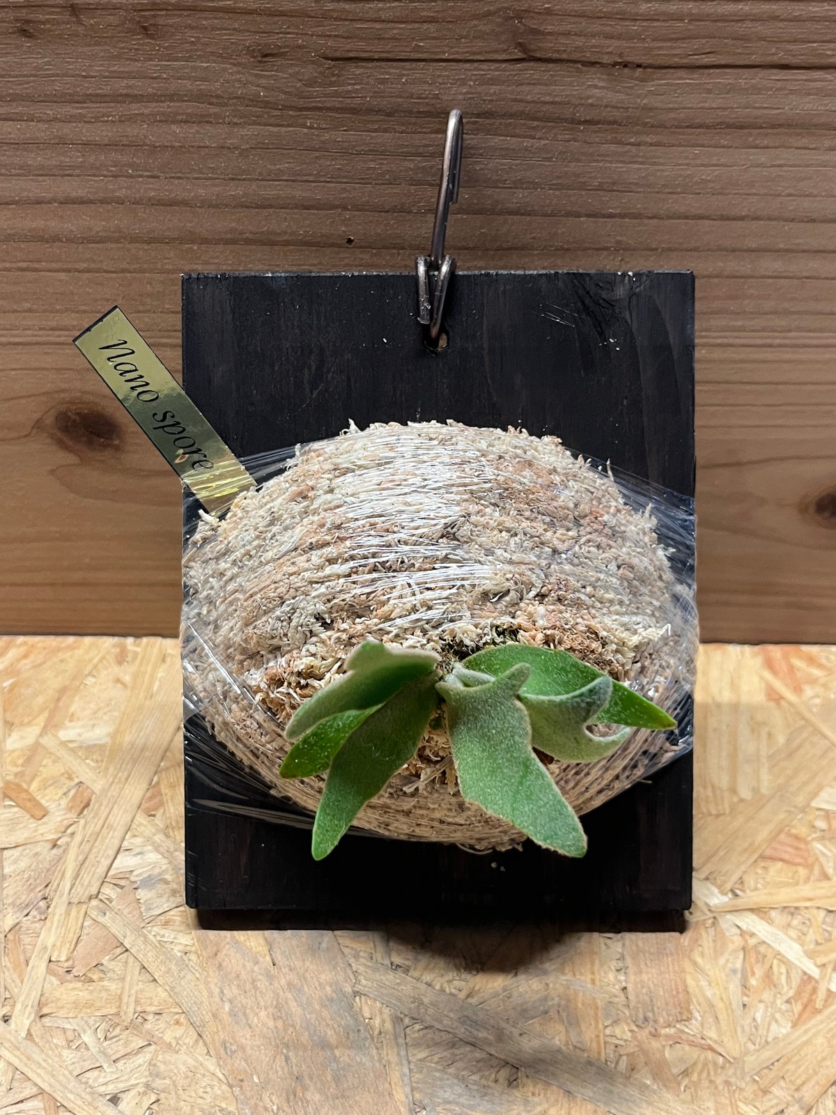 ビカクシダ ウィリンキー ナノ スポア | GREEN LUCK