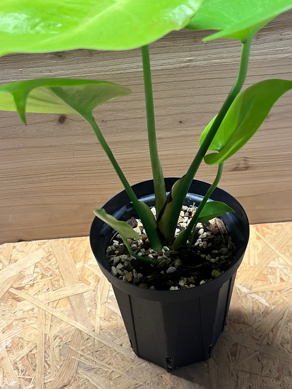 モンステラ デリシオーサ ゴールドリーフ | GREEN LUCK