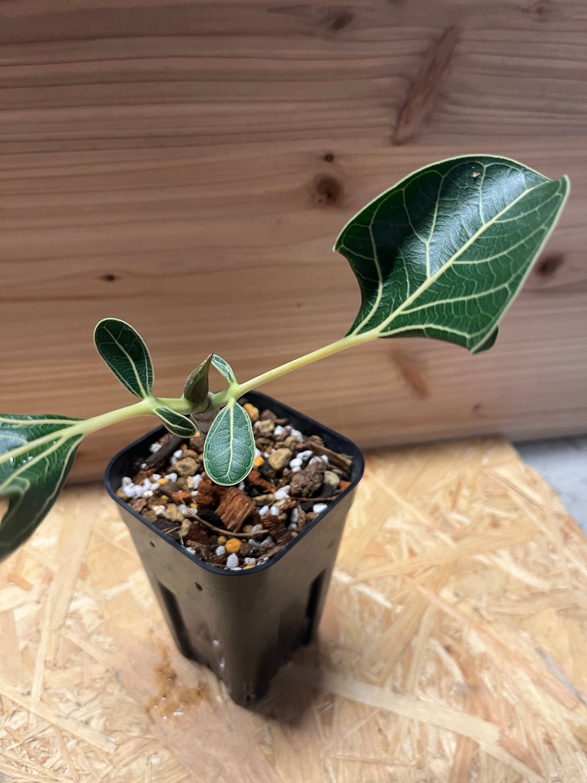 フィカス クリシュナボダイジュ | GREEN LUCK