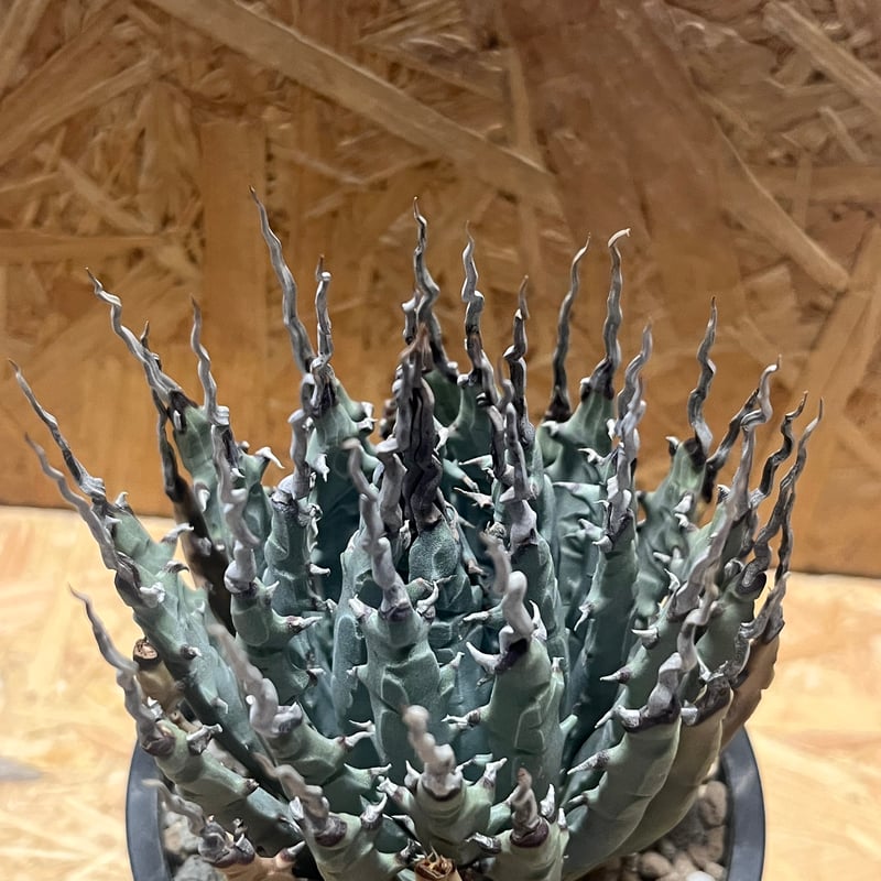 アガベ ユタエンシス エボリスピナ 陽炎 未発根 | GREEN LUCK