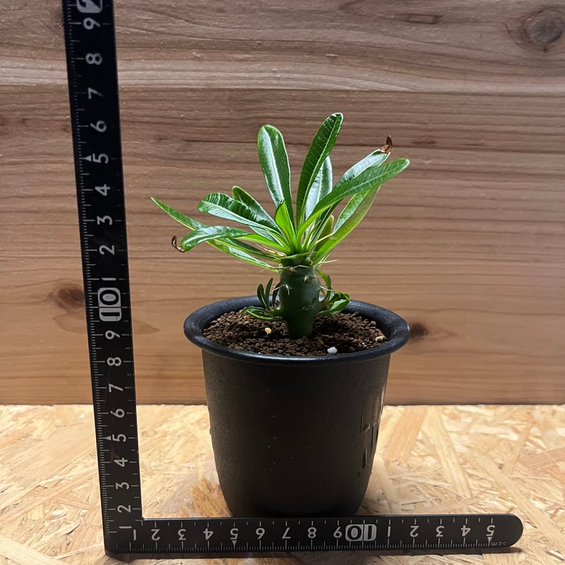 パキポディウム アンボンゲンセ | GREEN LUCK