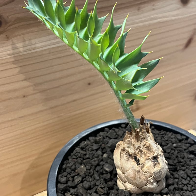 発色良好】エンセファラルトス・ホリダス｜シャープ葉・優良個体No3-24