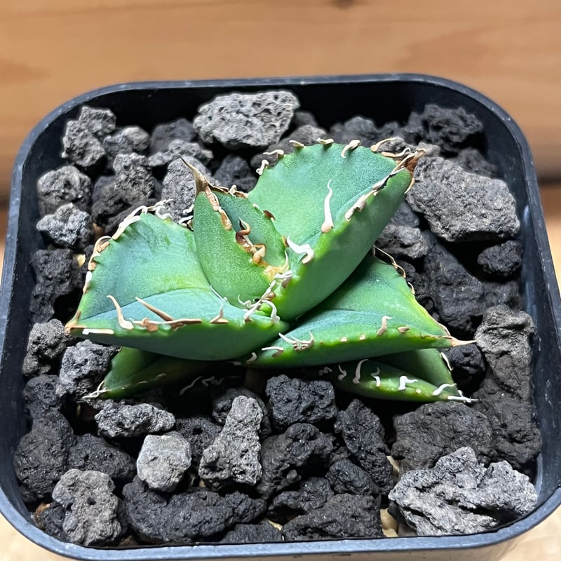 アガベ チタノタ オアハカ | GREEN LUCK