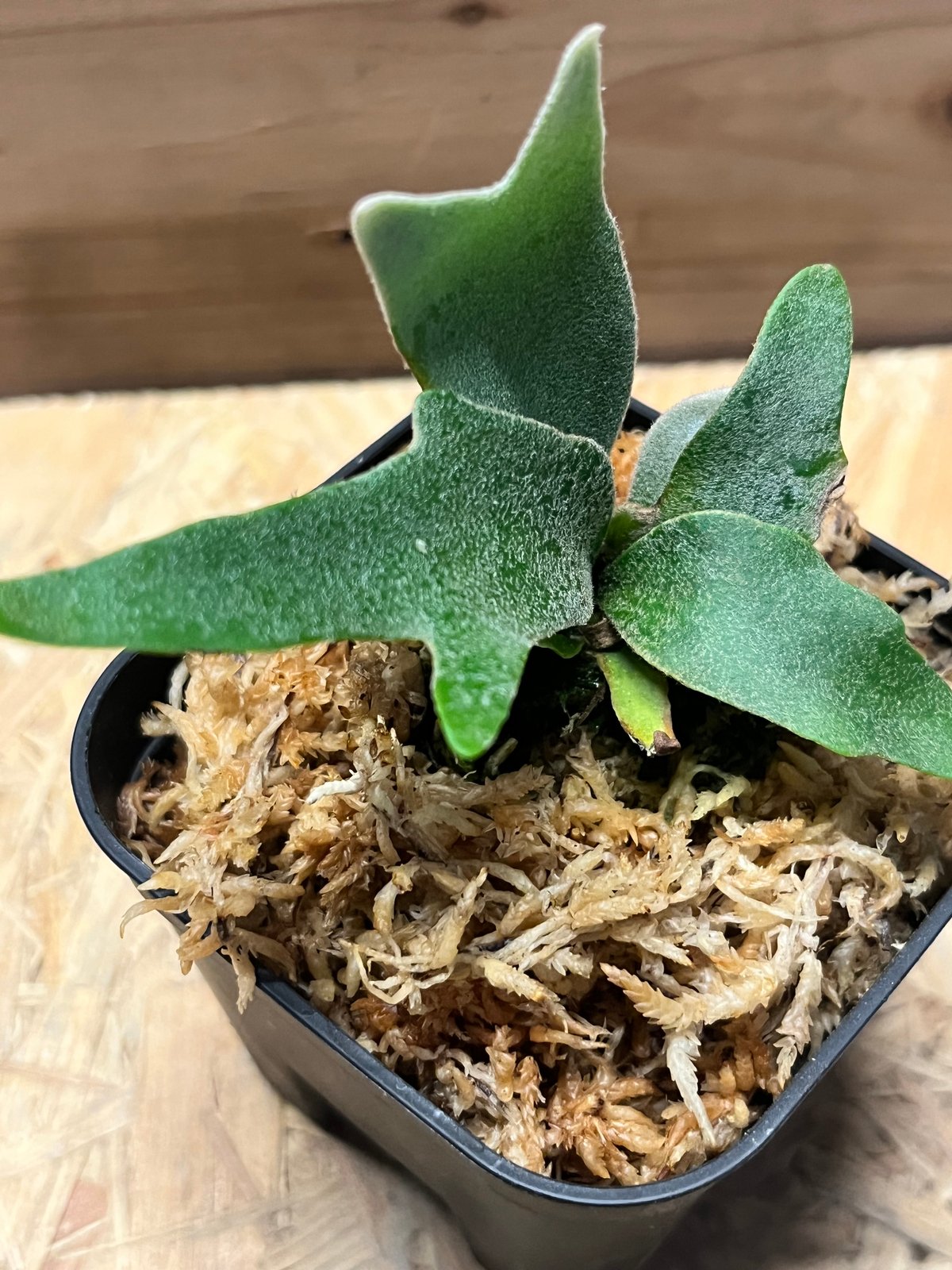 ビカクシダ イエロームーンドワーフ スポア | GREEN LUCK