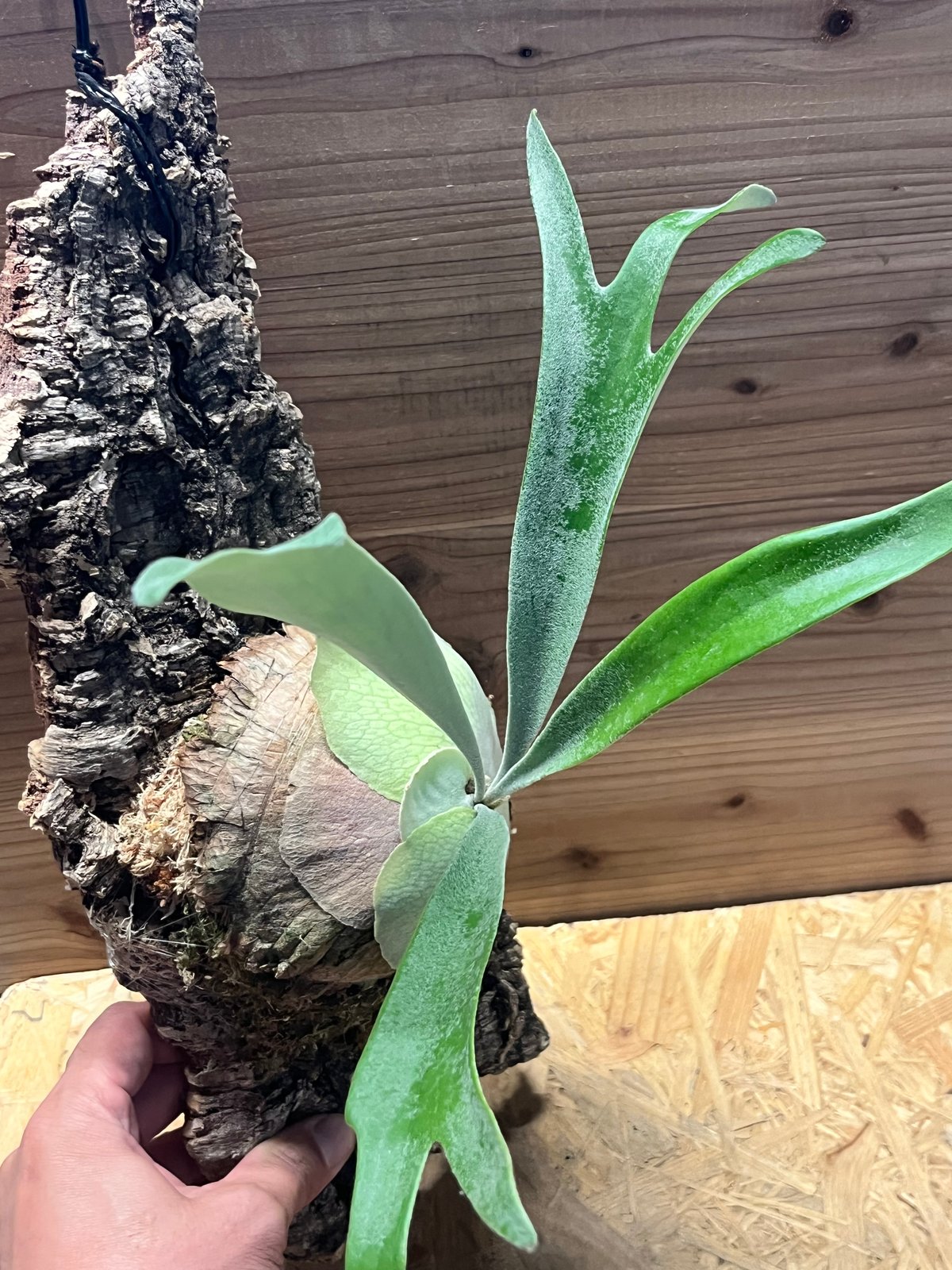 ビカクシダ ベイチー 'アーバンリバー' | GREEN LUCK