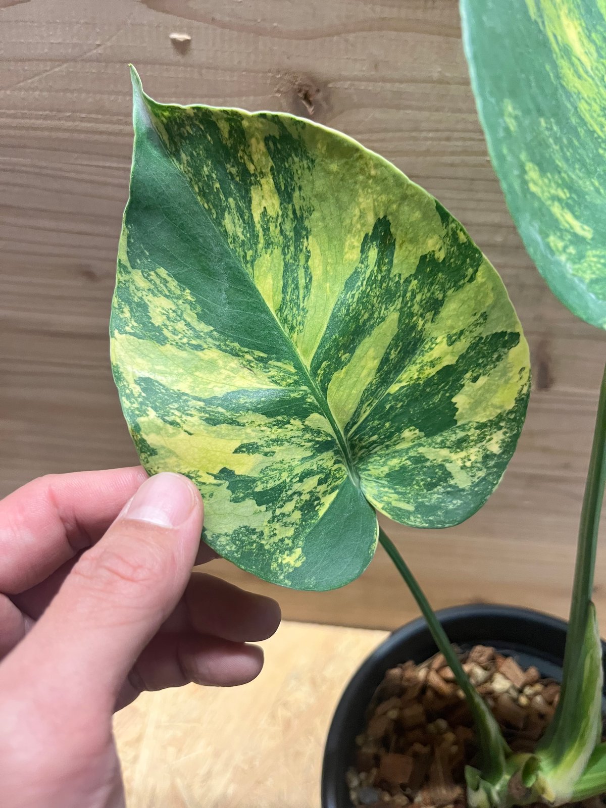 モンステラ デリシオーサ 'ポンポン' | GREEN LUCK