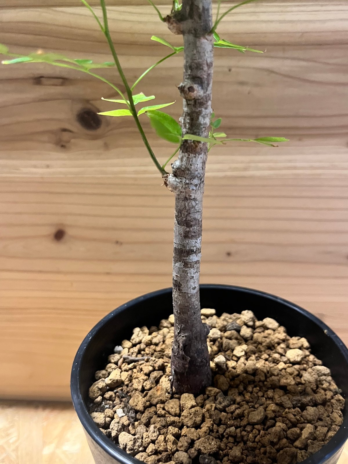 オペルクリカリア ボレアリス | GREEN LUCK