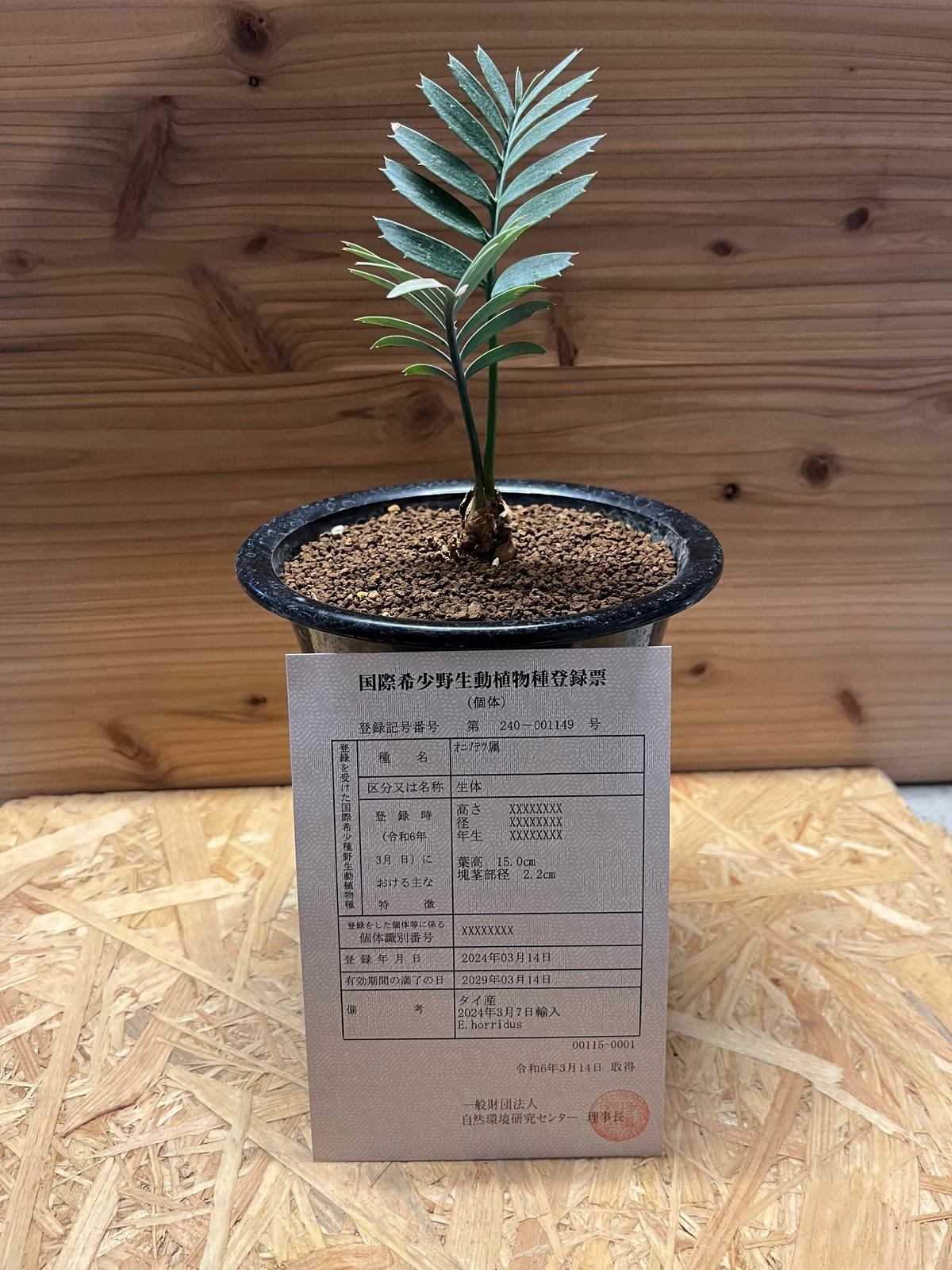 エンセファラルトス ホリダス ドワーフ | GREEN LUCK