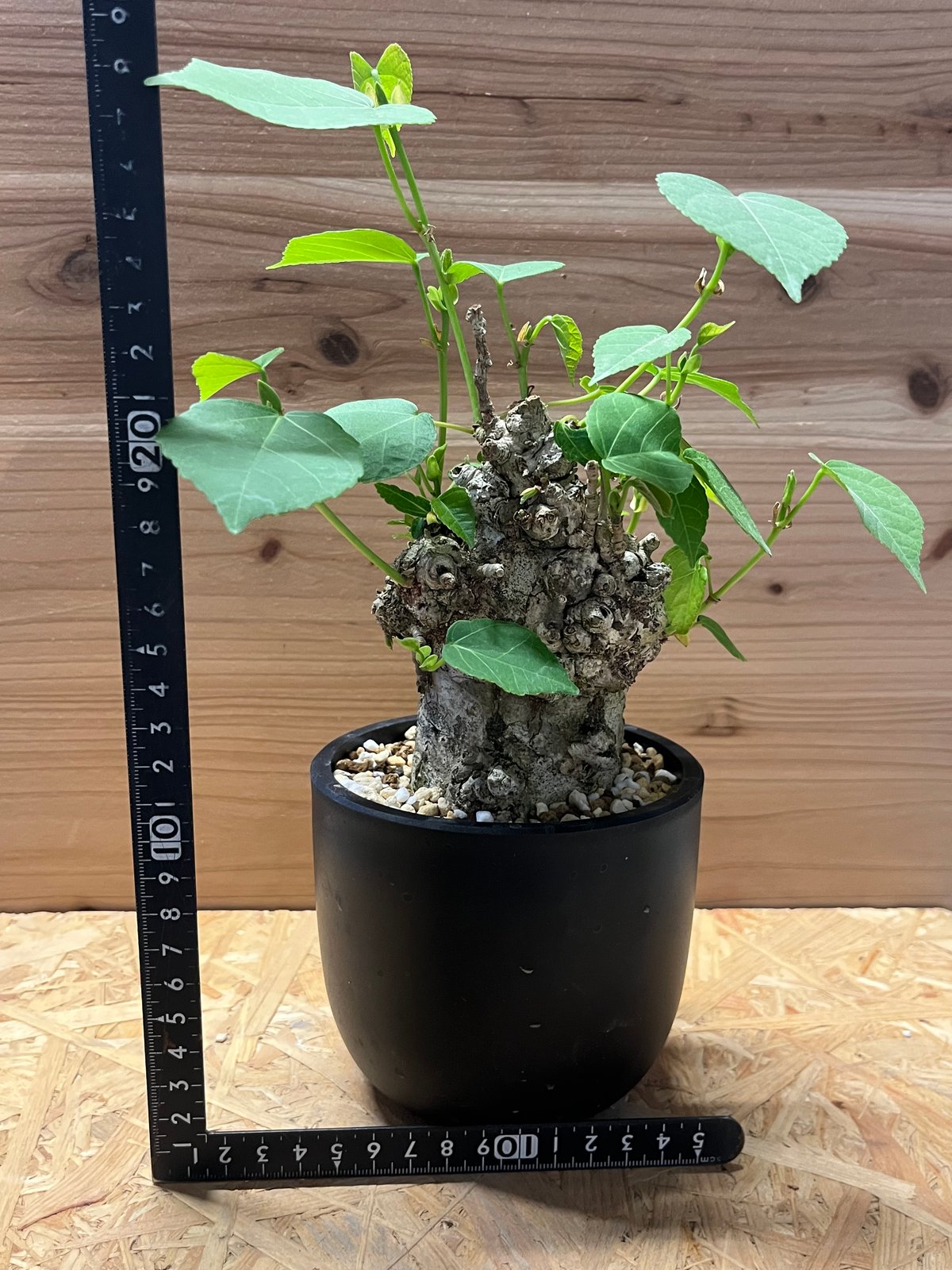 オオハマボウ （ユウナ） | GREEN LUCK