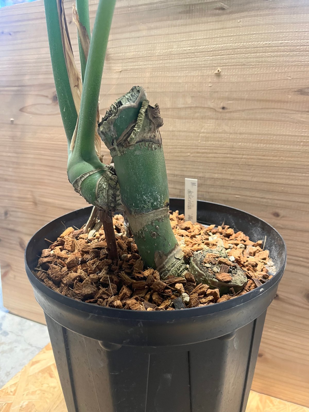 モンステラ デリシオーサ マクロコズム | GREEN LUCK