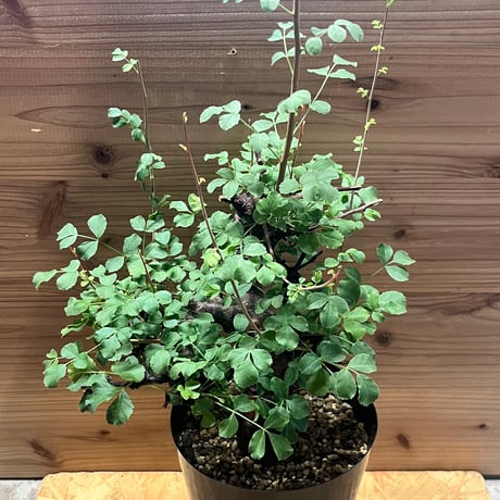 コミフォラボラネンシス | STORES