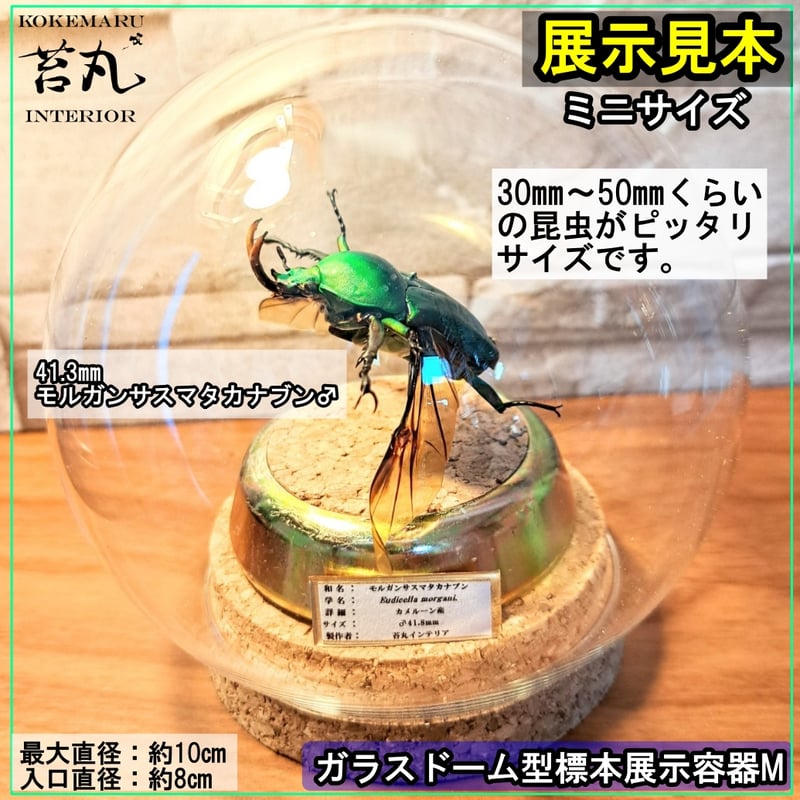 ガラスドーム型展示ケース(S)】直径10㎝ 針刺しコルク台座付き | 苔丸