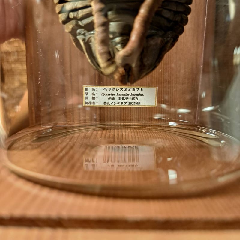 HYOHON『柱』L】ヘラクレスオオカブト♂ 蛹(さなぎ) | 苔丸インテリア