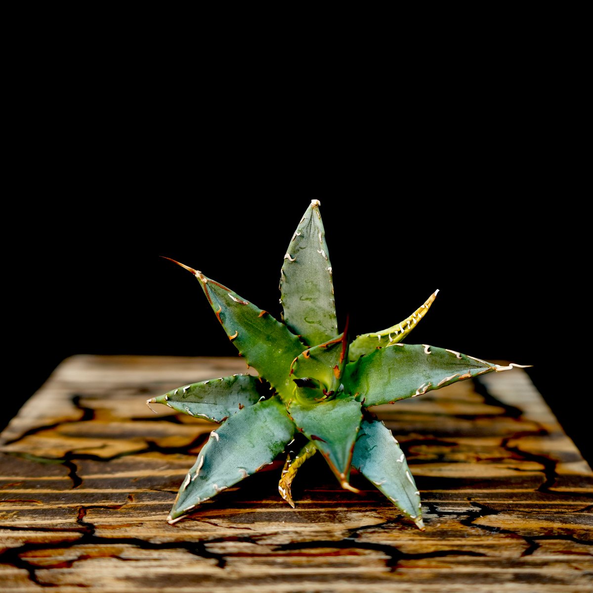 Agave hybrid 妖炎×姫巌龍 No.2 | carpediem