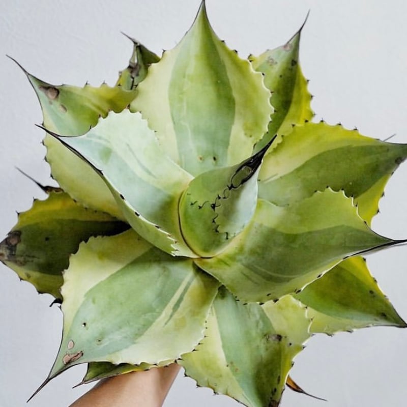 オバティフォリア縞斑 アガベ オバティフォリア フロステッド