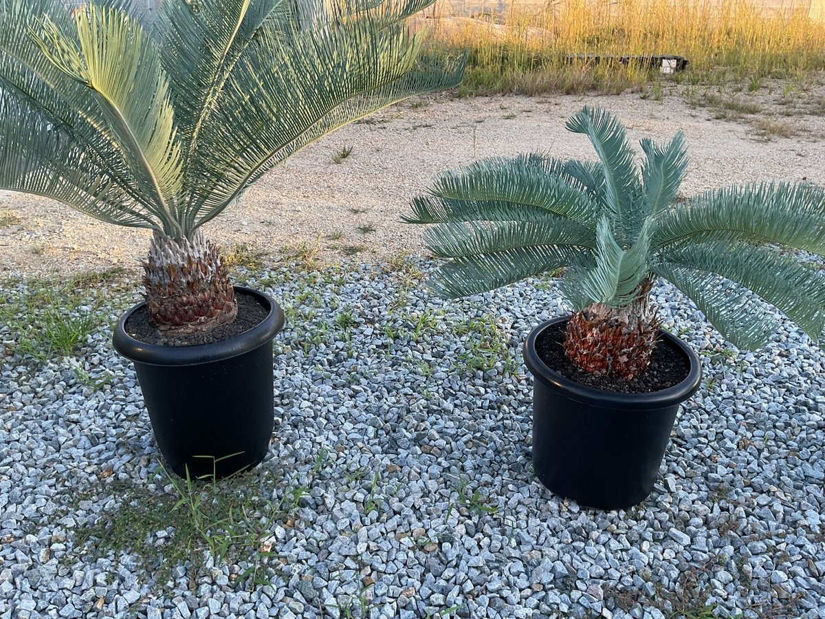 Cycas.cairnsiana サイカス・カイルンシアナ | Sun・Shepherd