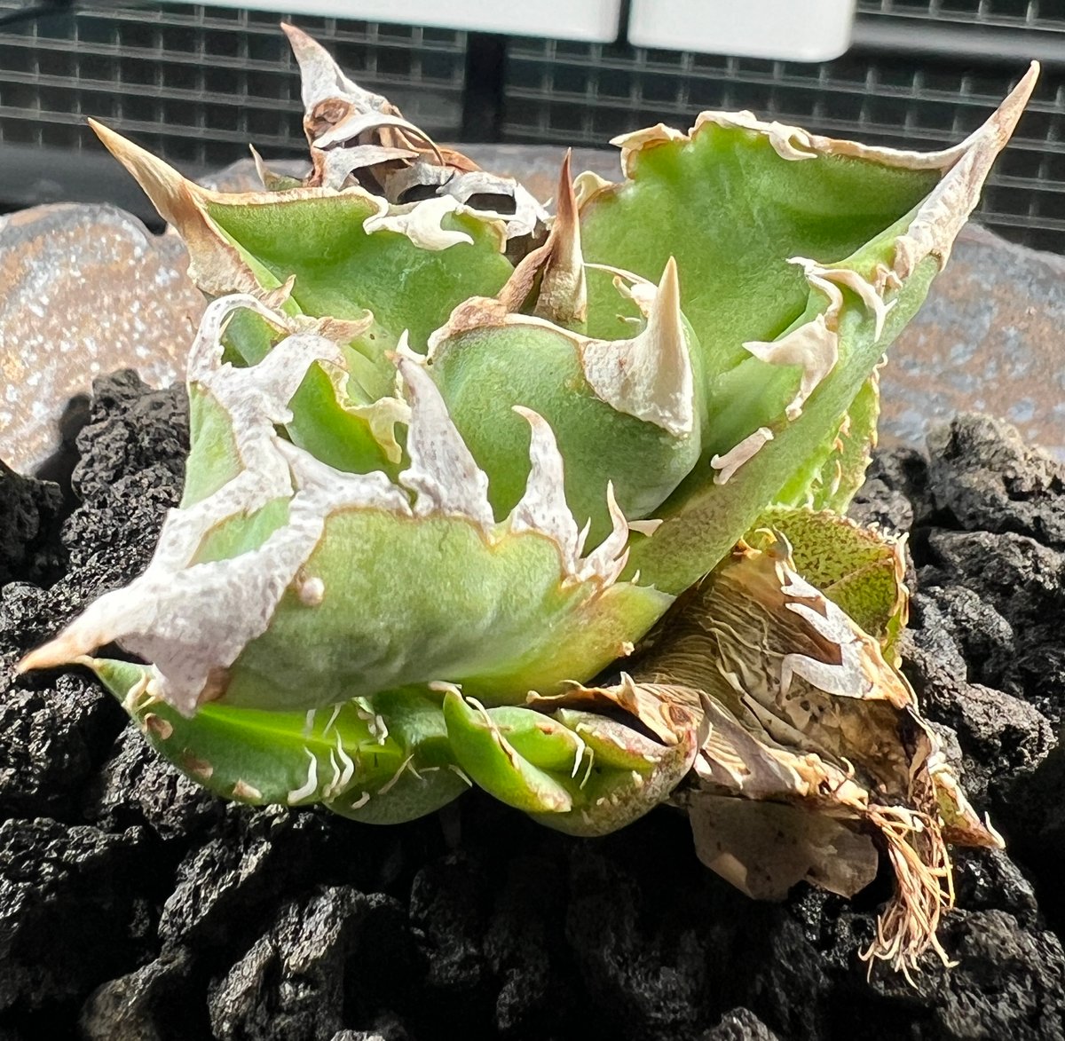 子株】 アガベ チタノタ CJ special【大白鯊タイプ】 | RAINBOW PLANTS