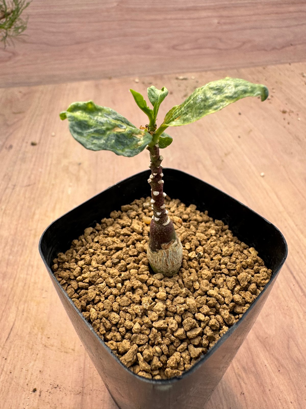 アデニア・ペチュエリー 実生 Adenia pechuelii | HOIKAWA CACTU