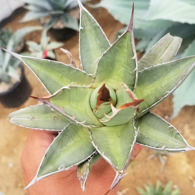 アガベ パープソラム | カトーエンゲー