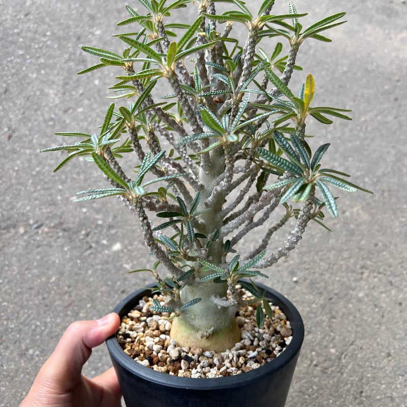 ドルステニア ギガス ブラータ | STELLA.PLANTS