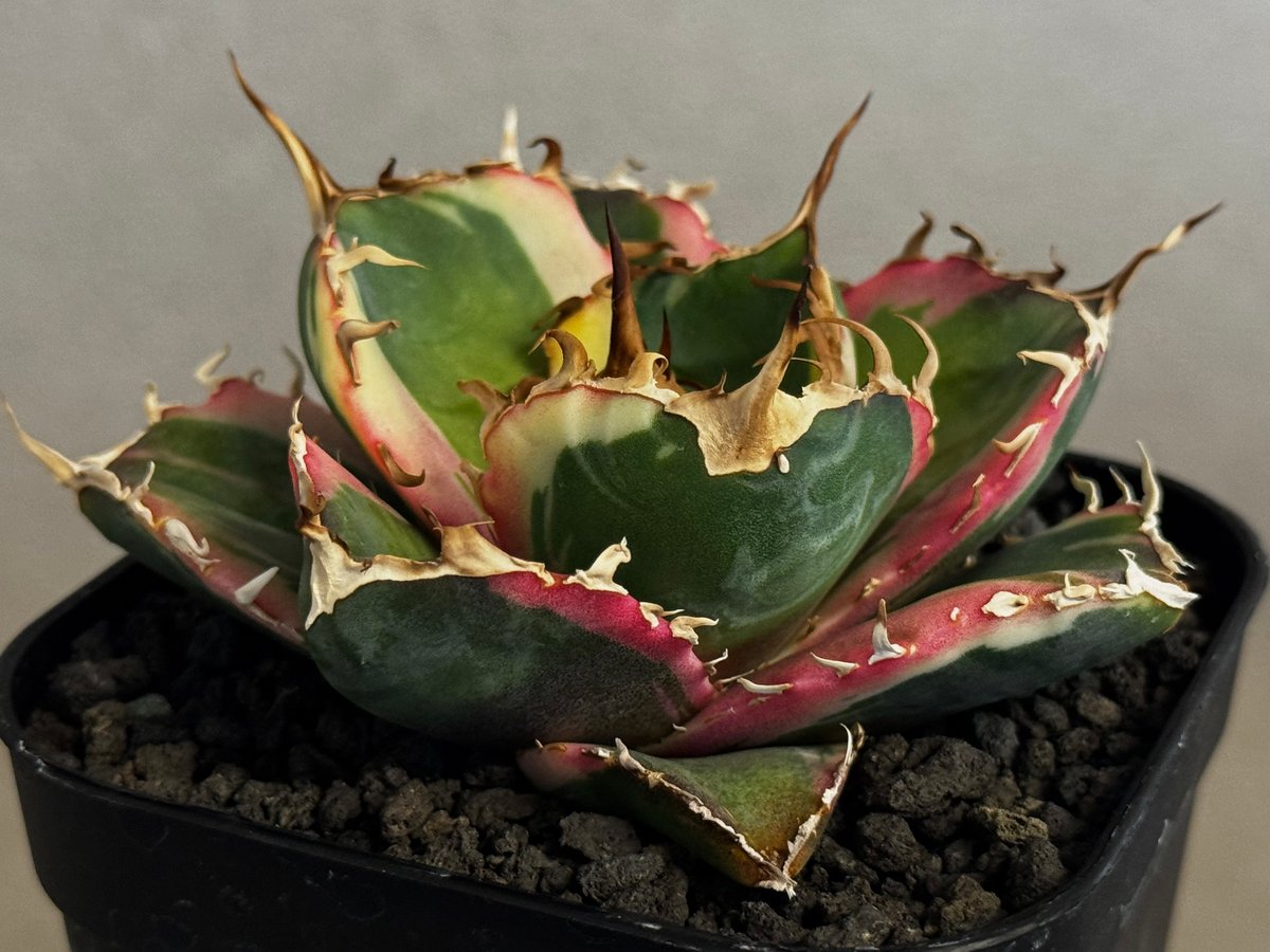 フルサワ アガベモンタナ 白覆輪 アガベ 激レア モンタナ 白覆輪 新種