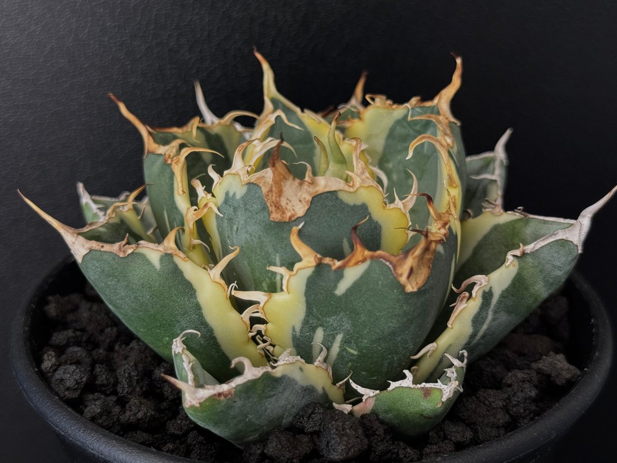 アガベ・チタノタ白鯨（覆輪）芽-010｜agave titanota white wha1le