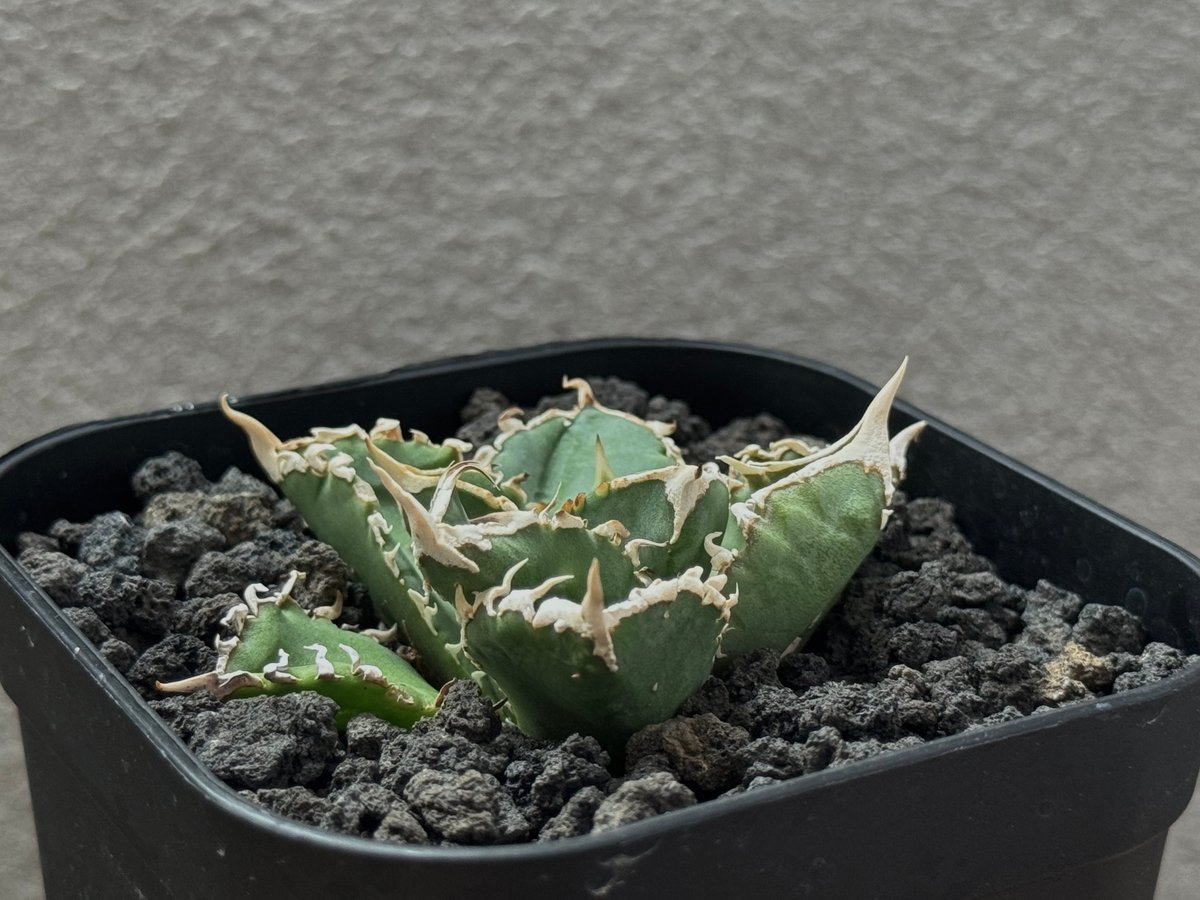 アガベ・チタノタ 白毫刺（芽）-018｜agave titanota | Plus_Plant