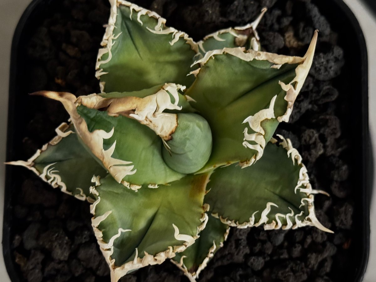 アガベ・チタノタ 白幽霊（芽）-005｜agave titanota white ghost