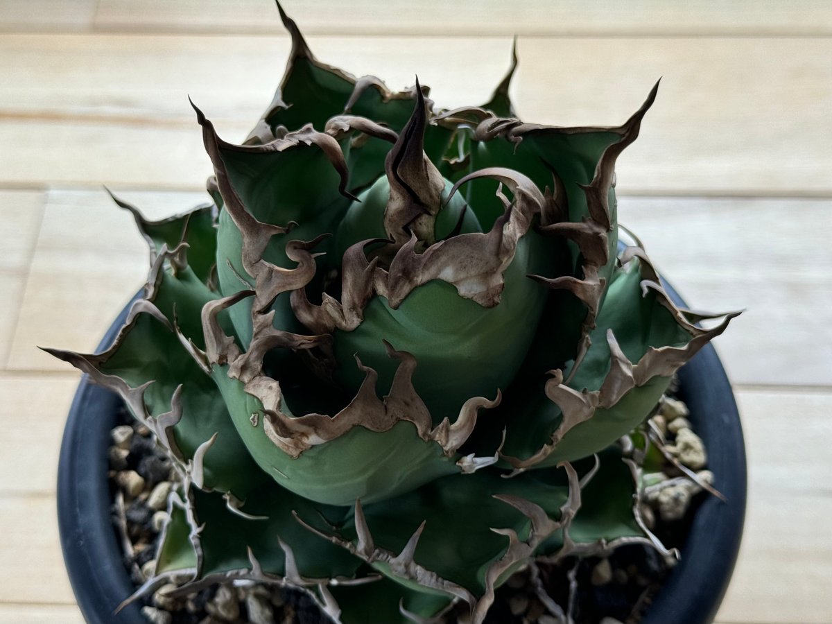 アガベ・チタノタ シーザー/CJ血統（凱撒）芽-012｜agave titanota caes