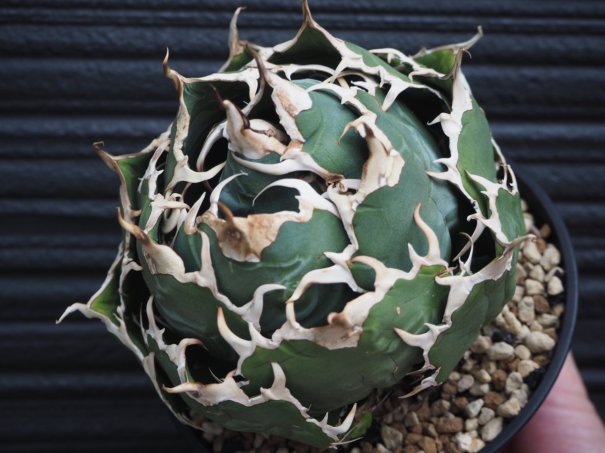 アガベ チタノタ 実生 選抜 超強刺！！ハウス育成株 大幅値引中