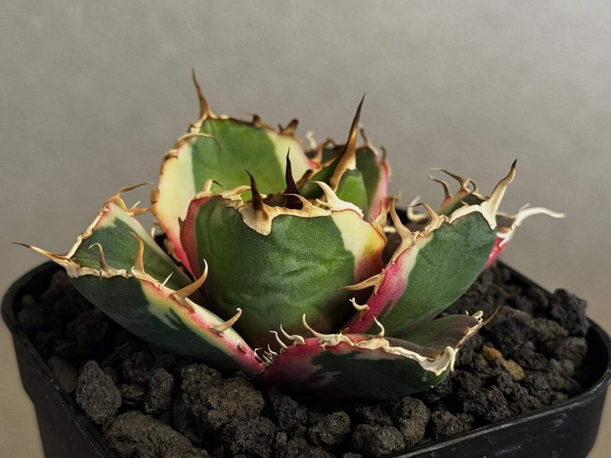 アガベ・チタノタ白鯨（覆輪）芽-006｜agave titanota white whale