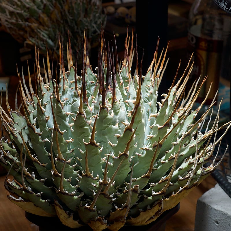 アガベ ユタエンシス エボリスピナ / ES-18 | アガベ専門店 モンスター