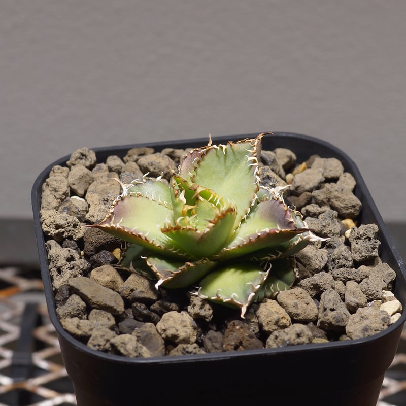 アガベ チタノタ フィリグリー 4株 現品お届け】アガベ 4号 チタノタ